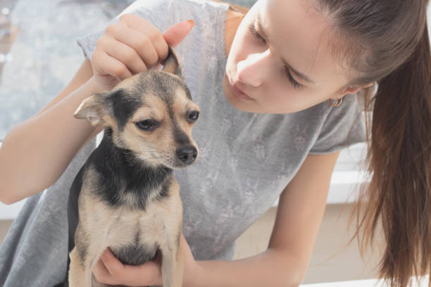 ambulancia para una mascota. veterinaria mujer examina un pequeño perro juguete terrier, revisa las orejas - vet dog teenager puppy fotografías e imágenes de stock