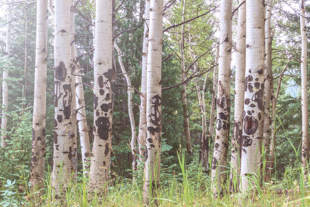 istock Aspen trees in Colorado Rocky Mountains 1270094672