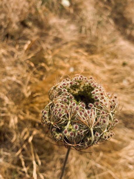 beautiful dry umbellate plant with seeds on a brown abstract background