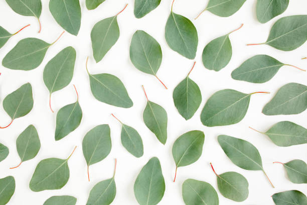 istock green leaves eucalyptus populus isolated on white background. Flat lay, top view 1270095009