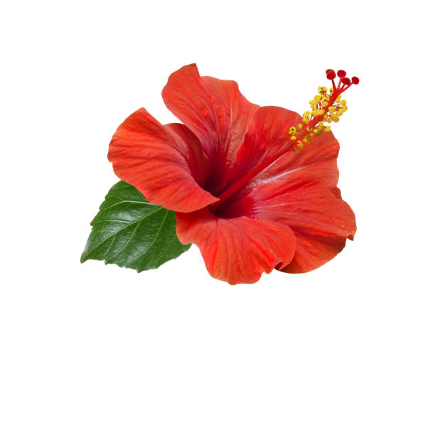 istock red hibiscus flowers leaves and buds 1270095602