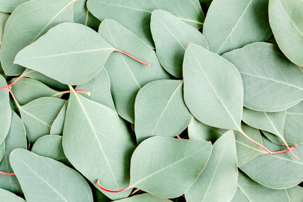 istock Background, Texture made of green eucalyptus leaves. Flat lay, top 1270095638