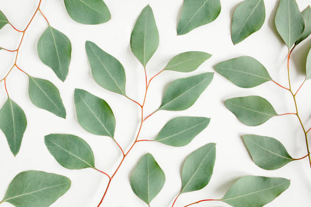 istock Background Texture made of green eucalyptus leaves, branch. Flat lay, top view 1270095853