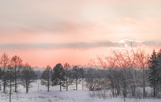 Romantic pink sunset, sky view, city Park and houses, winter landscape, Russia, Siberia.