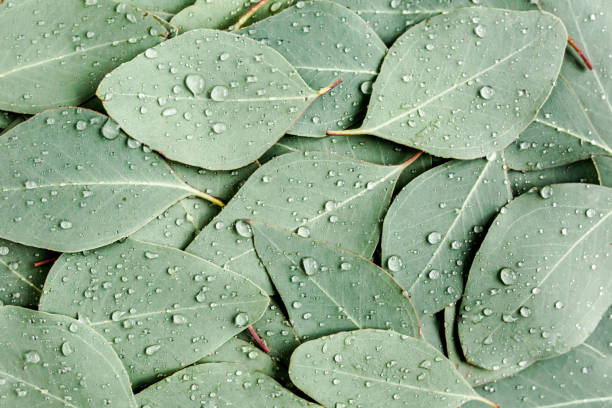 istock Background, Texture made of green eucalyptus leaves with raindrop, dew. Flat lay, top 1270096194