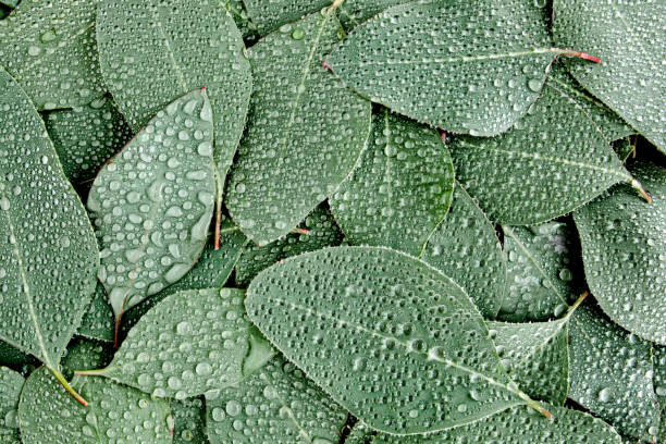 istock Background, Texture made of green eucalyptus leaves with raindrop, dew. Flat lay, top 1270096883