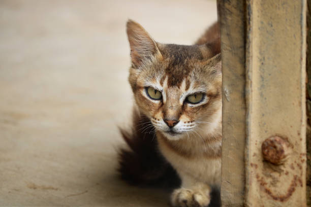 istock Images of a Cat 1270097115