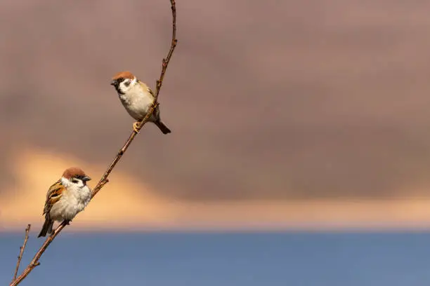 Two sparrows on a tree branch are in dialogue with each other. The male and female met in early spring and started a family.