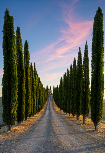 Perfect Road/Avenue through cypress trees towards house - ideal Tuscan landscape