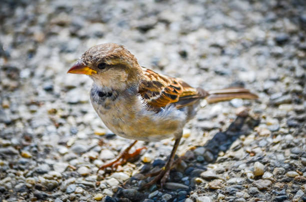 Closeup common bird on the sand.