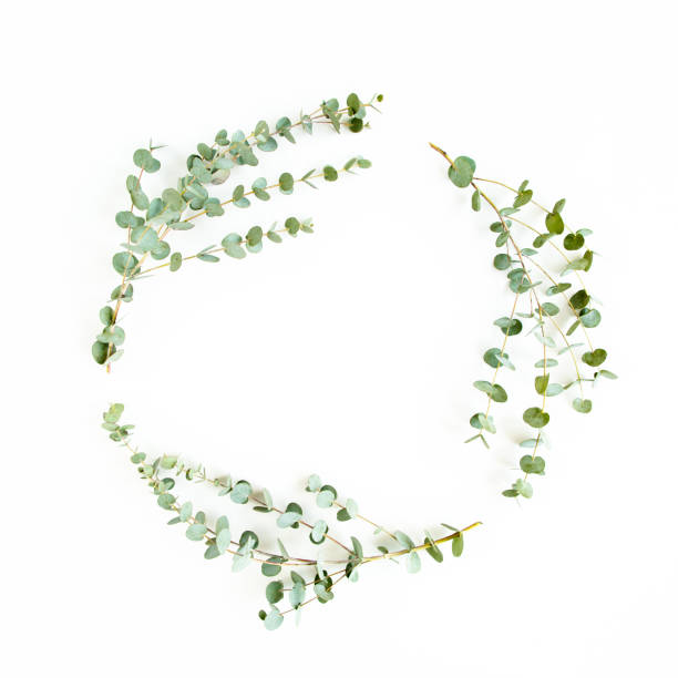 istock Wreath frame made of branches eucalyptus isolated on white background. lay flat, top view 1270098732