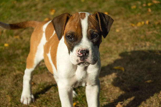istock Little doggy boxer on the grass 1270098748