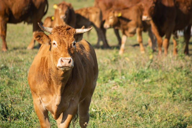 istock Brown horned cow on green pasture 1270098750