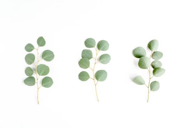 istock Green branch, leaves eucalyptus isolated on white background. Flat lay, top view minimal concept 1270098803