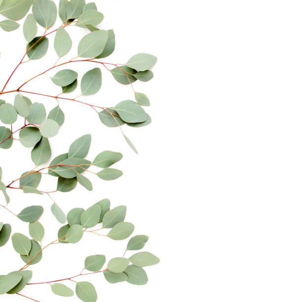 istock Pattern with green leaves eucalyptus populus isolated on white background. Flat lay, top view 1270099620