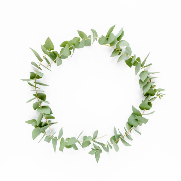 istock Wreath frame made of branches eucalyptus isolated on white background. lay flat, top view 1270099973