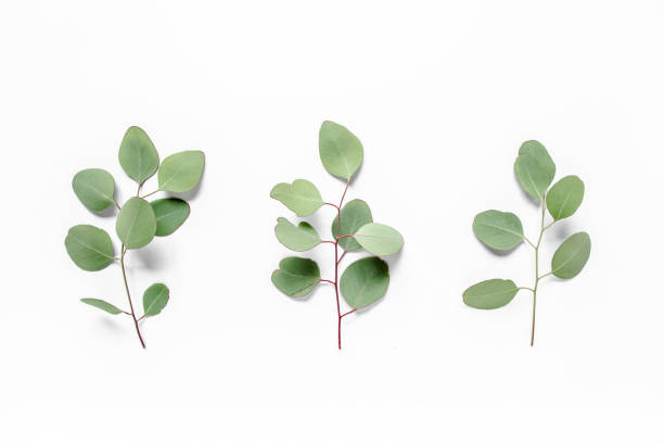 istock Green branch, leaves eucalyptus isolated on white background. Flat lay, top view minimal concept 1270101090