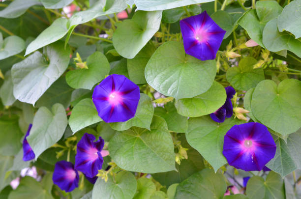istock Violet and purple morning glory flowers 1270101099