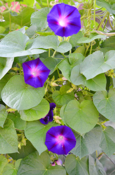 istock morning glory flower in a garden. Ipomoea 1270101102
