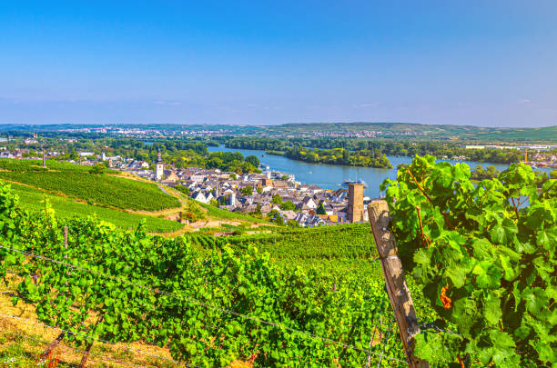 istock Vineyards green fields landscape with rows of grape trellis and grapevine wooden pole on river Rhine Valley hills, Rheingau wine region on Roseneck mount near Rudesheim town, State of Hesse, Germany 1270101125