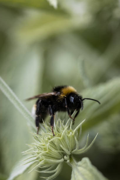 istock a bumblebee on a green flower 1270101219