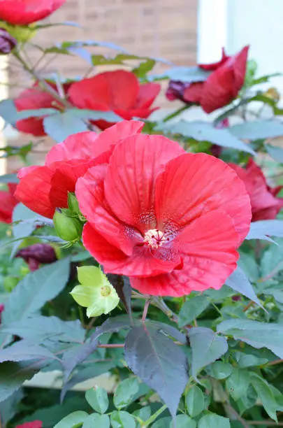 Hardy hibiscus Luna Red flower