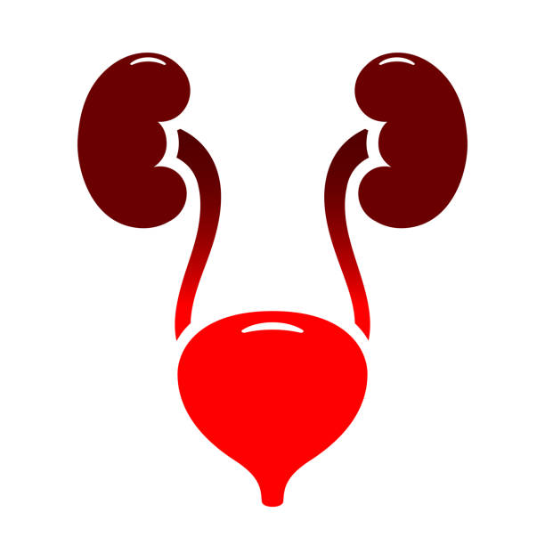 illustrations, cliparts, dessins animés et icônes de icône vectorielle d’infection de la vessie et des voies urinaires - enuresis