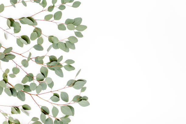 istock Pattern with green leaves eucalyptus populus isolated on white background. Flat lay, top view 1270105531