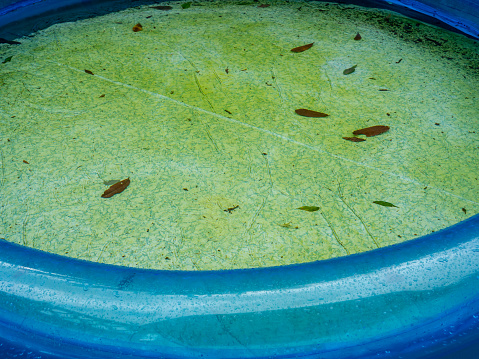 Pool in the garden with green algae