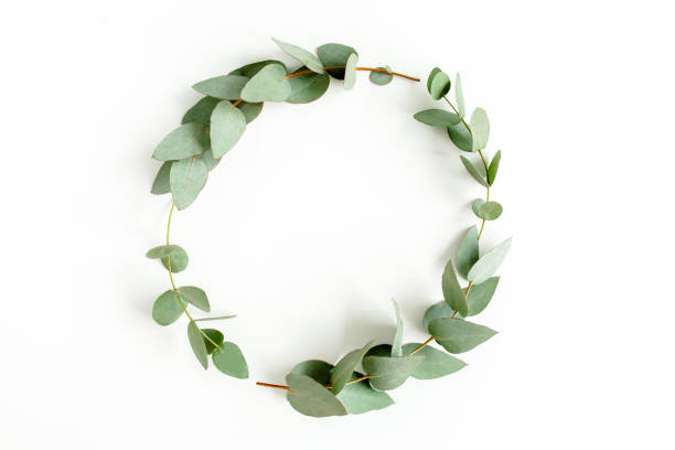 istock Wreath made of branches eucalyptus, leaves isolated on white background. Flat lay, top view. floral concept 1270107033