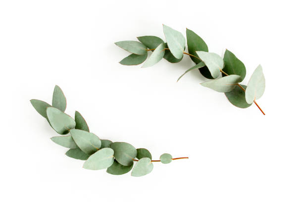 istock Wreath frame made of branches eucalyptus and leaves isolated on white background. lay flat, top view 1270107116