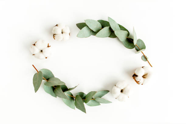 istock Wreath frame made of branches eucalyptus, leaves and cotton isolated on white background. flat lay, top view 1270108155