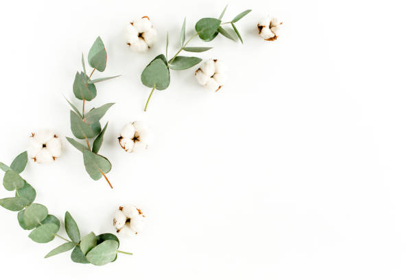 istock Abstract pattern made of branches eucalyptus, leaves and cotton isolated on white background. lay flat, top view 1270108312