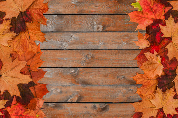 Maple dry leaves on a wooden background. Brown wood surface with leaves. Autumn composition. Top view, flat layout with a copy of the space. Maple dry leaves on a wooden background. Brown wood surface with leaves. Autumn composition. Top view, flat layout with a copy of the space october photos stock pictures, royalty-free photos & images