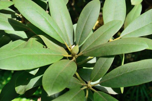 istock Rhododendron leaves and bud closeup 1270108639