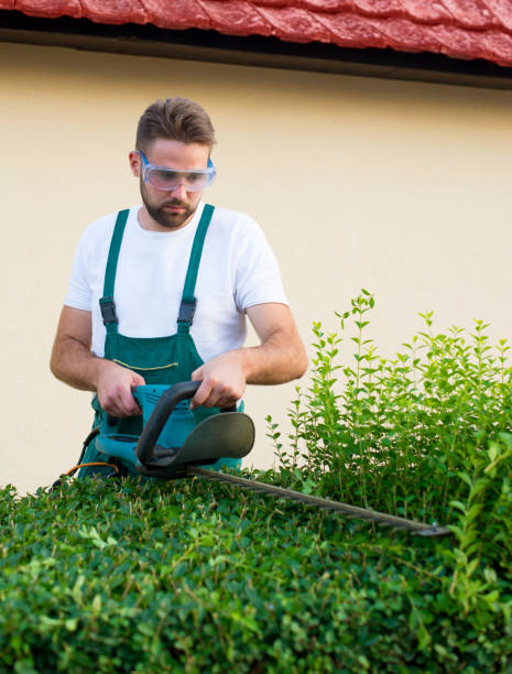 istock Man trimming hedge in his back yard 1270108789