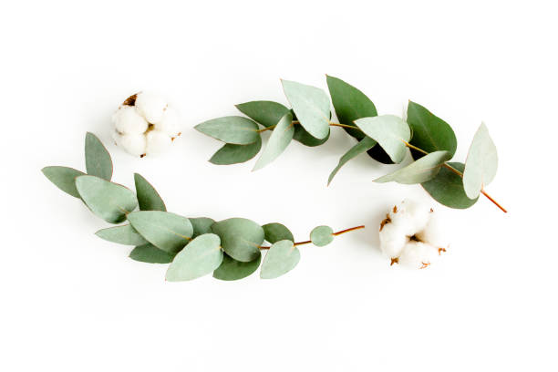 istock Wreath frame made of branches eucalyptus, leaves and cotton isolated on white background. flat lay, top view 1270108791