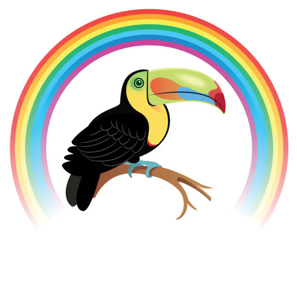 Toucan and Rainbow Vector Toucan and Rainbow rainbow toucan stock illustrations