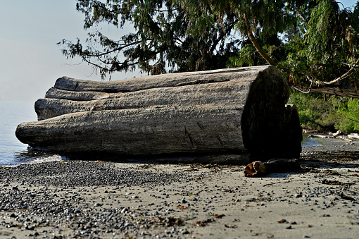A beautiful view of a large tree trunk resting along the coastline resting in sand and pebbles under a long cedar tree branch during a sunny morning beach walk