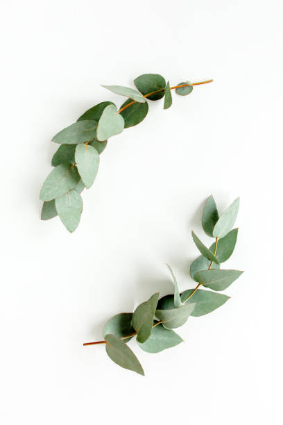 istock Wreath frame made of branches eucalyptus and leaves isolated on white background. lay flat, top view 1270110606