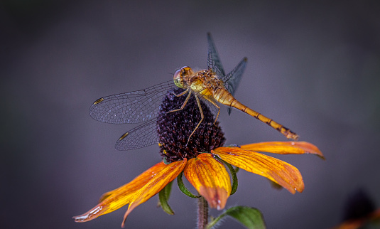 A juvenile late Sympetrum on an Echinacea in summer.