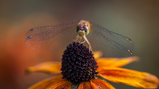 A juvenile late Sympetrum on an Echinacea in summer.