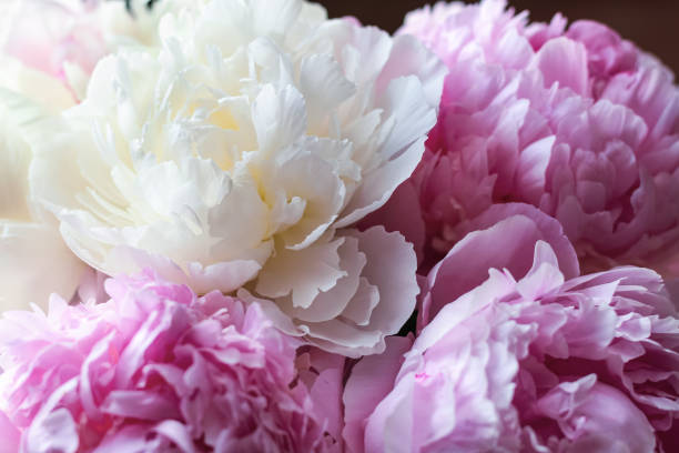 istock Pink and white peonies close-up background. 1270112133