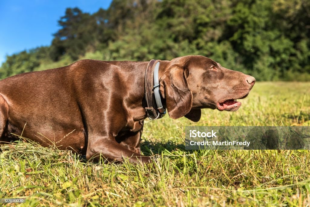 Hunting hounds on a green field. Wildlife hunting. A hunting dog lies in a meadow. Hound Stock Photo