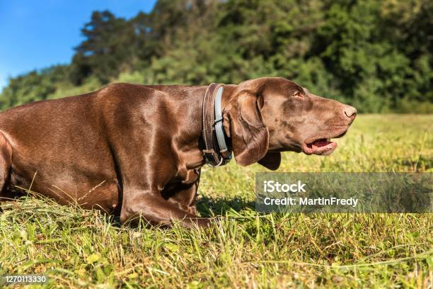 Hunting Hounds On A Green Field Wildlife Hunting A Hunting Dog Lies In A Meadow Stock Photo - Download Image Now