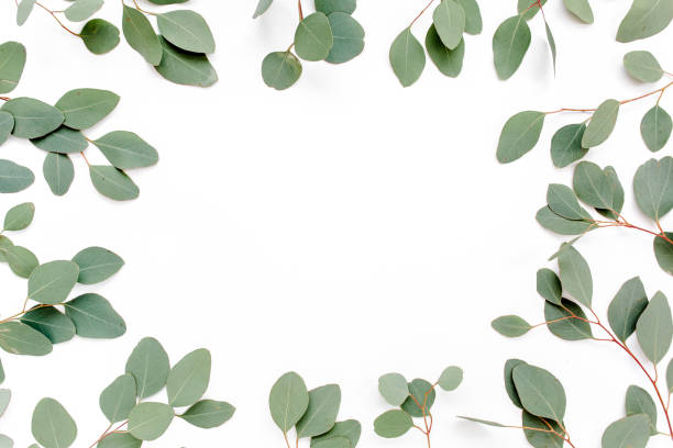istock Pattern with green leaves eucalyptus populus isolated on white background. Flat lay, top view 1270114150