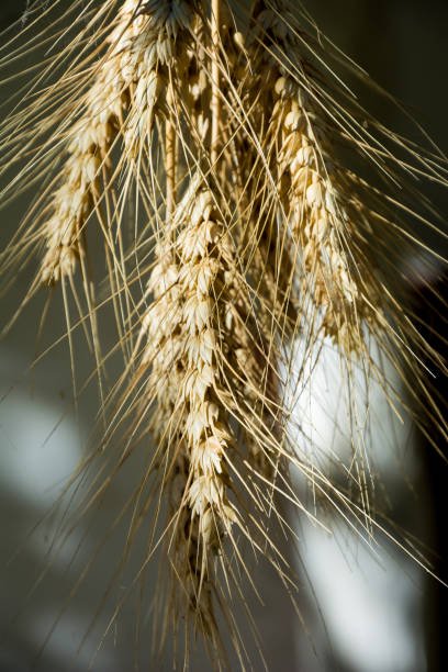 istock A bunch of spikelets hanging on a pillar 1270115930