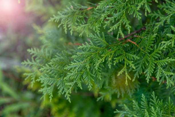 Thuja green leaves background Close up view of beautiful green christmas leaves of Thuja occidentalis tree (also known as white cedar or eastern arborvitae) on green background. Selective  focus. Oriental garden plants theme. thuja occidentalis stock pictures, royalty-free photos & images