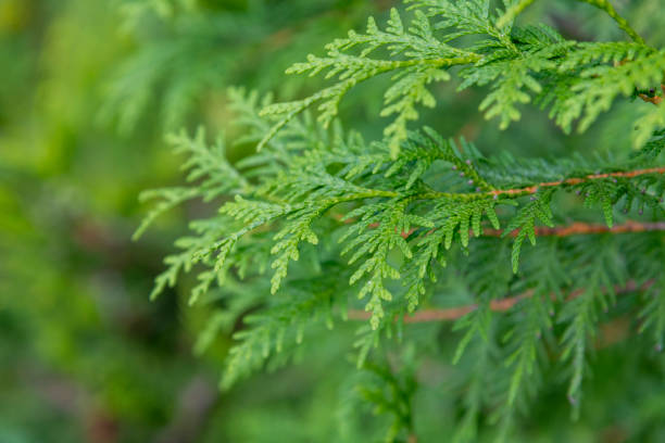 istock Thuja green leaves background 1270118230