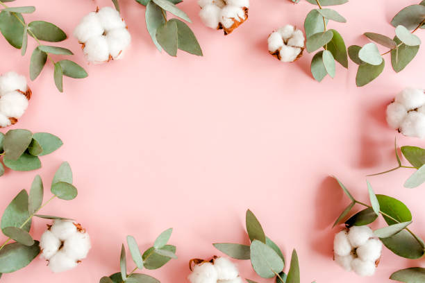 istock Frame, pattern made of branches eucalyptus, leaves and cotton isolated on pink background with empty space for text. Flat lay, top view 1270118491